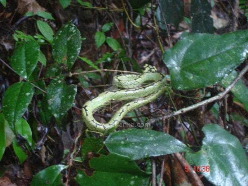 sinharaja rain forest 6