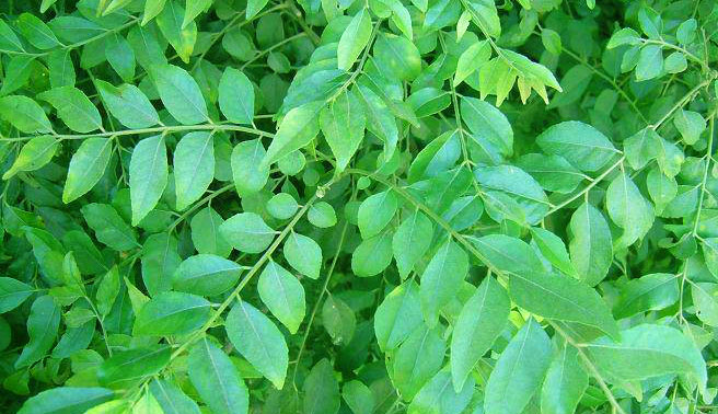 Curry Leaves (Karapincha)