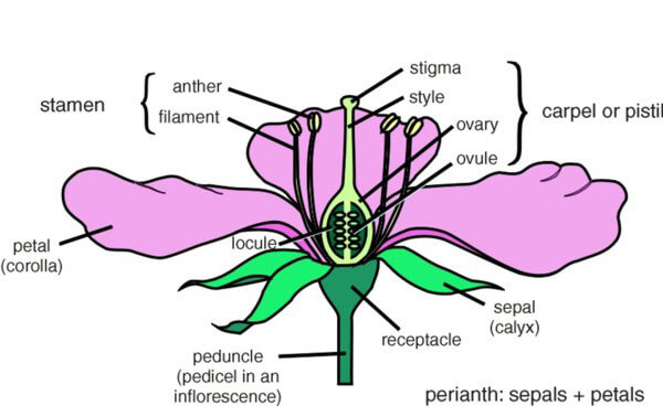 Where are some basics of flowering plant identification?